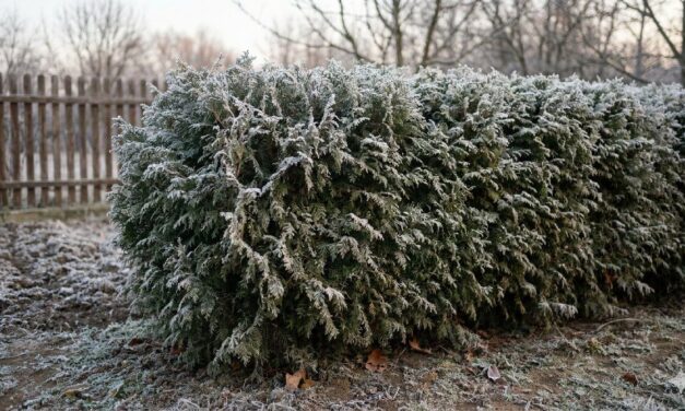 Januári teendők a tuja sövény körül