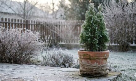 Decemberi fagyvédelem: Cserepes örökzöldek teleltetése